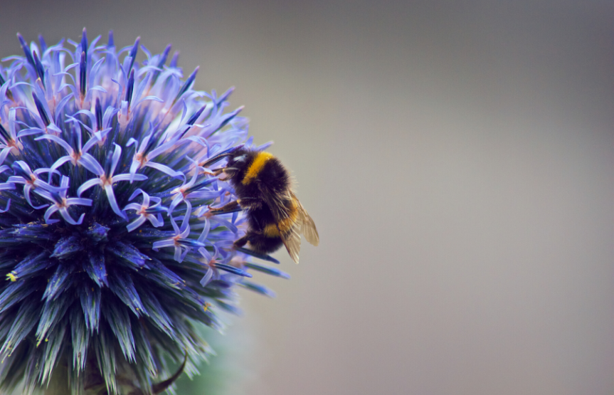 Η Παγκόσμια ημέρα της μέλισσας και o Kορονοϊός